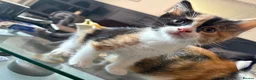 Mixed Breed cats for sale: 2 beautiful kittens for sale leave this weekend  - Advert 1