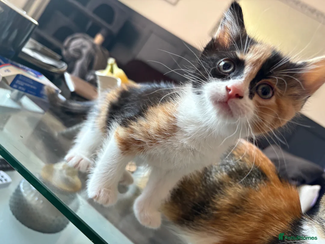 Mixed Breed cats for sale: 2 beautiful kittens for sale leave this weekend  - Advert 1