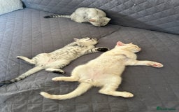 British Shorthair cats for sale: Stunning British Shorthair Kittens & adule cat - Image 11