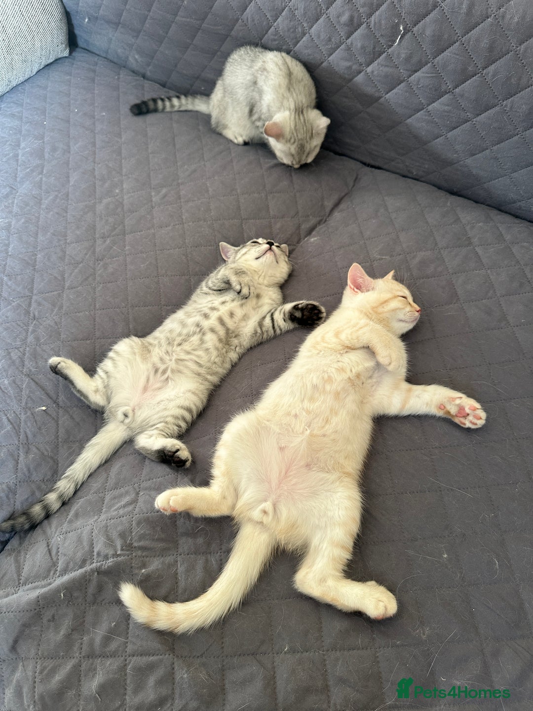 British Shorthair cats for sale: Stunning British Shorthair Kittens & adule cat - Image 11