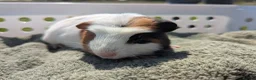 Guinea Pig rodents for sale: Beautiful guinea pigs  - Advert 5