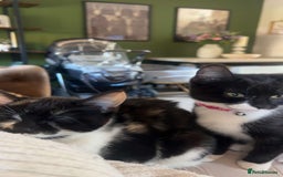 Mixed Breed cats for sale: Two female kittens  - Image 5