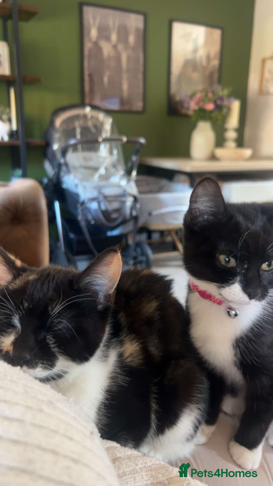 Mixed Breed cats for sale: Two female kittens  - Image 5