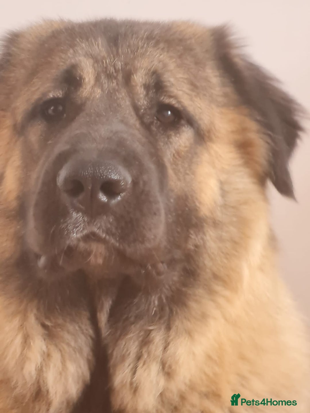 Caucasian Shepherd Dog dogs for sale: Caucasian Shepherd Female 1 Year and 10 months - Image 3