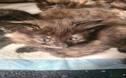 Ragdoll cats for sale: Ragdoll x kittens - Image 6