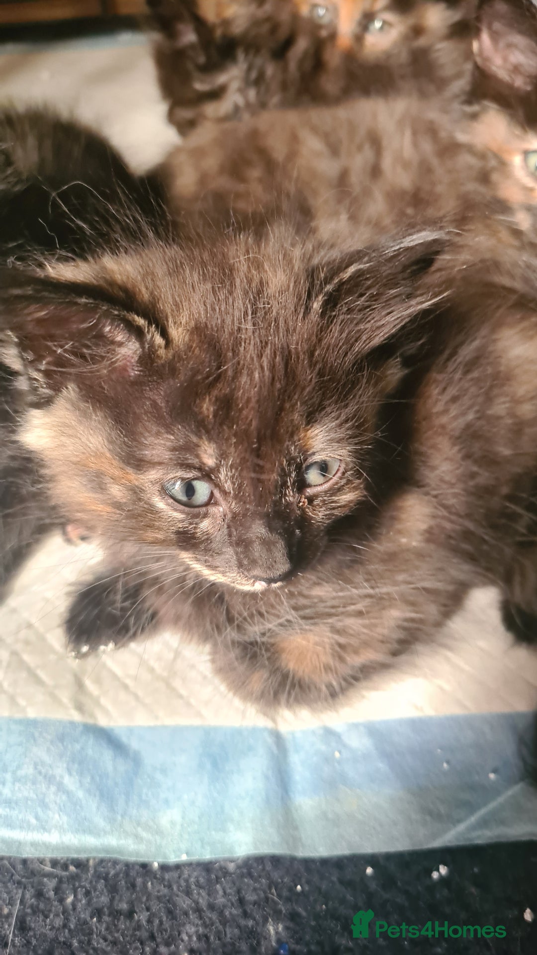 Ragdoll cats for sale: Ragdoll x kittens - Image 6
