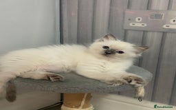 Ragdoll cats for sale: Stunning Ragdoll Kittens - Vax and chipped  - Image 6