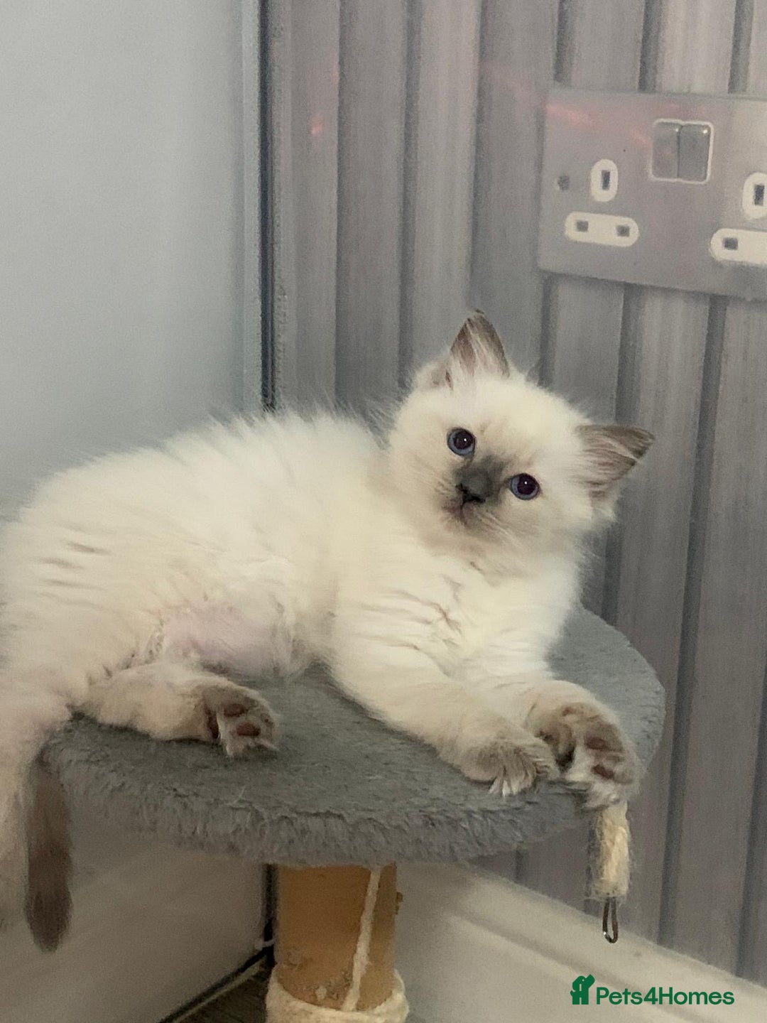 Ragdoll cats for sale: Stunning Ragdoll Kittens - Vax and chipped  - Image 6