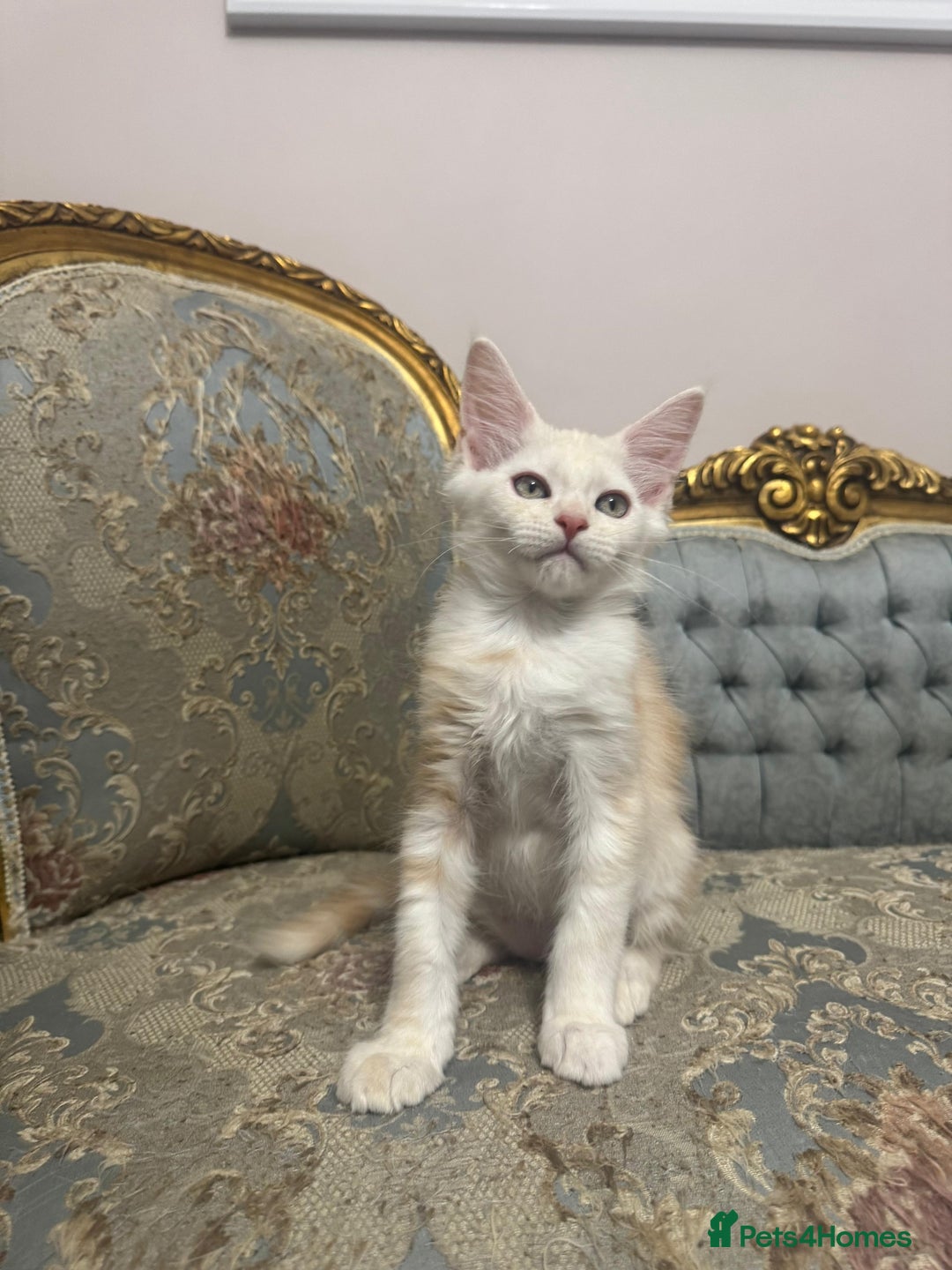 Maine Coon cats for sale: Maine Coon Kittens 🏆 20+ gen 🧬 pedigree 🎄🎄🎄 - Advert 8