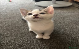 Mixed Breed cats for sale: TWO LEFT! Beautiful kittens ready for 5/10/25 - Image 3