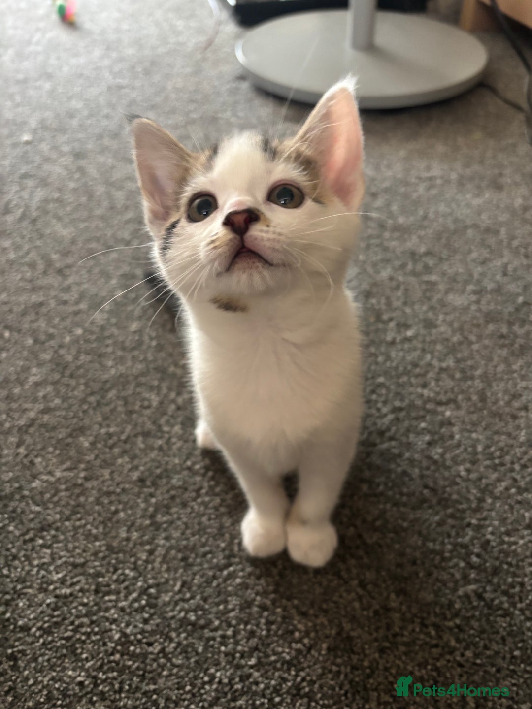 Mixed Breed cats for sale: TWO LEFT! Beautiful kittens ready for 5/10/25 - Image 3