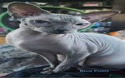 Sphynx cats for sale: FIFe stunning kittens - Image 9