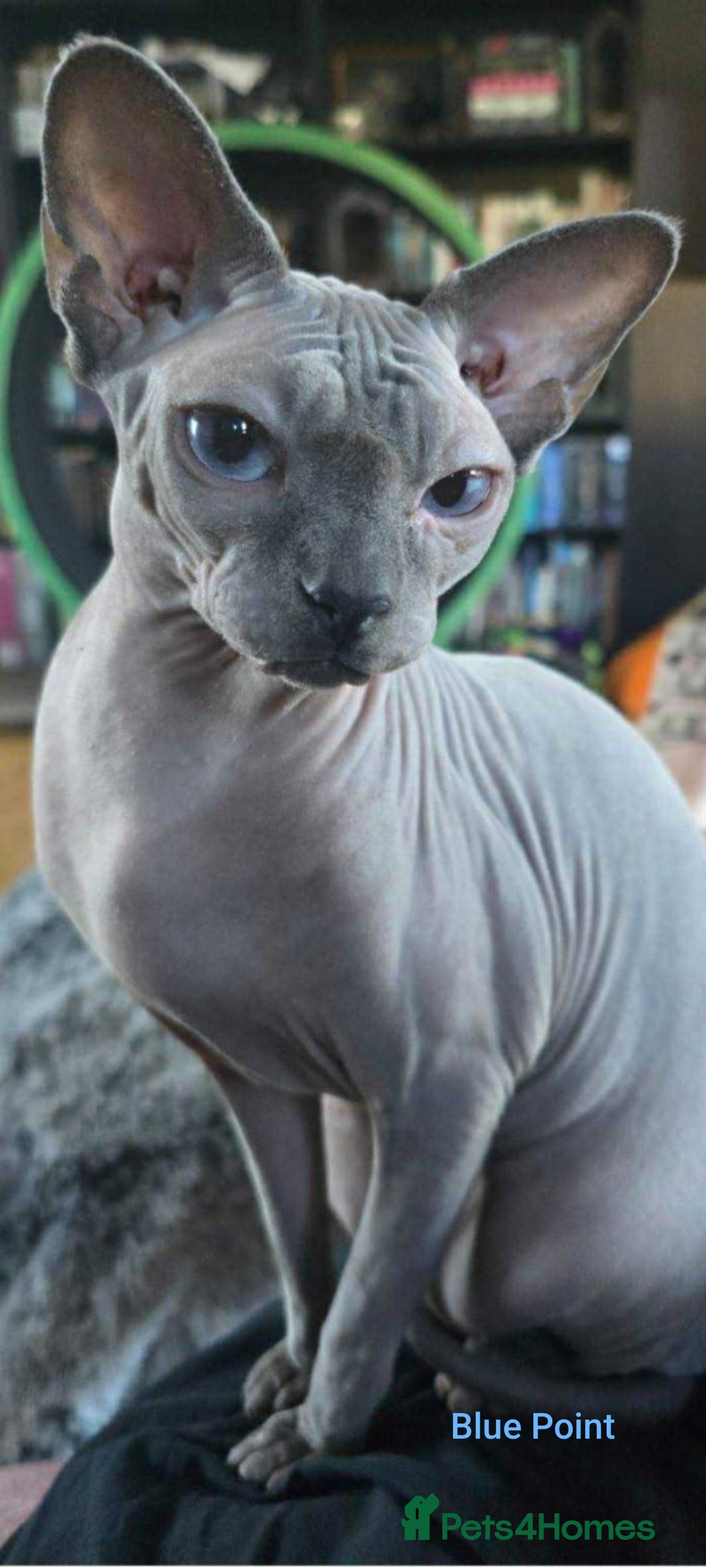 Sphynx cats for sale: FIFe stunning kittens - Image 9