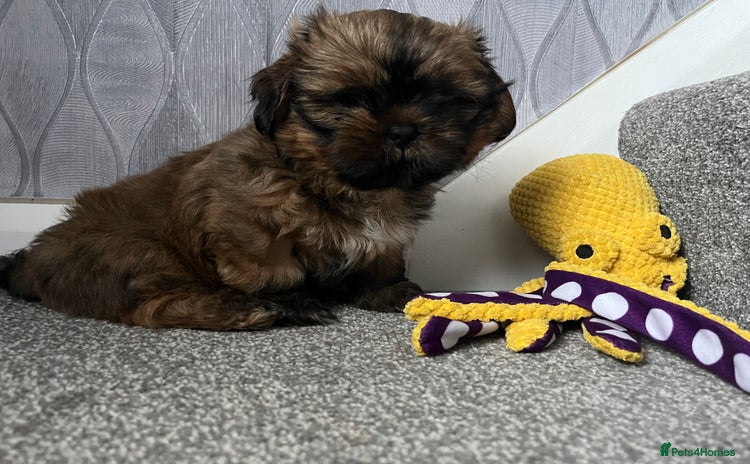 Shih Tzu dogs - Advert 7