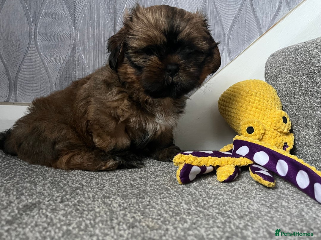 Shih Tzu dogs for sale: Shih Tzu Pups  - Image 1