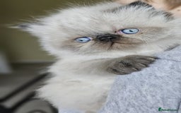 Persian cats for stud: GCCF REGISTERED PERSIAN STUD CHAMPION LINES PROVEN in London - Image 14