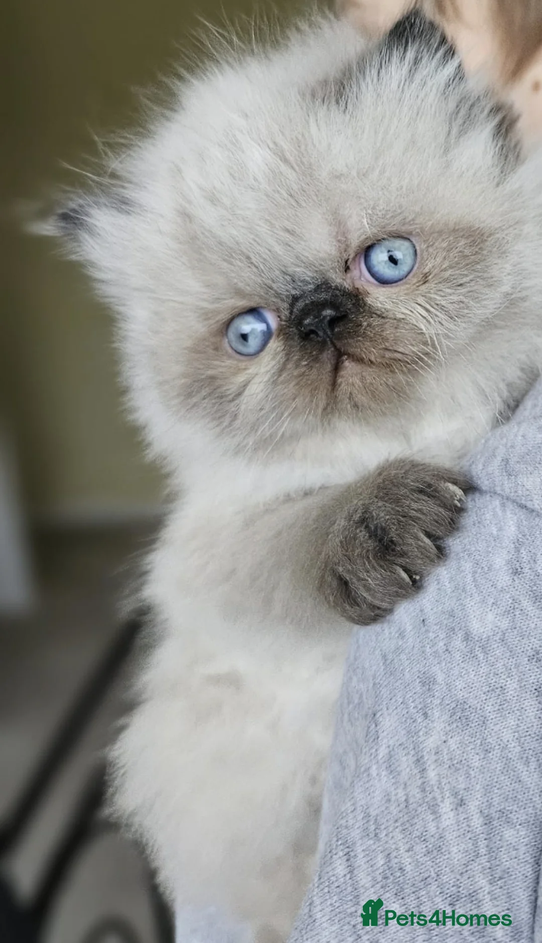 Persian cats for stud: GCCF REGISTERED PERSIAN STUD CHAMPION LINES PROVEN in London - Advert 15