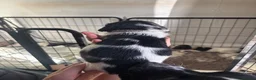 English Springer Spaniel dogs for sale: Beautiful litter 9 English Springer Spaniel pups - Advert 14