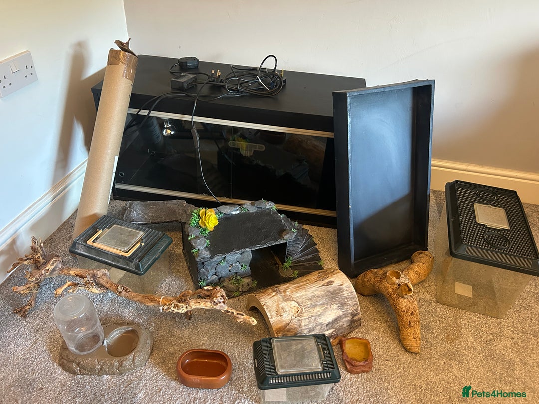 Bearded Dragon reptiles for sale: Reptile accessories and vivarium available - Advert 9