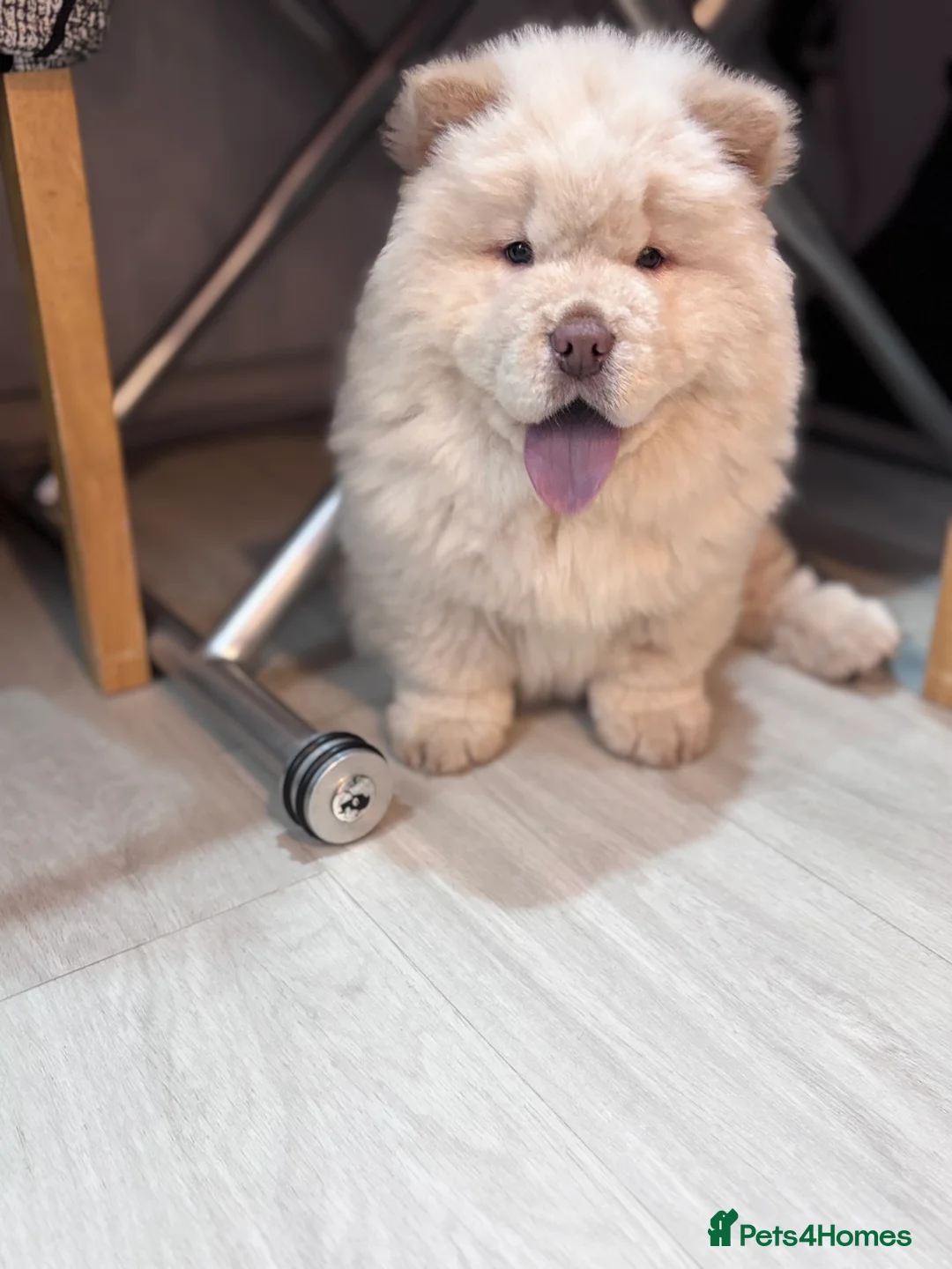 Chow Chow dogs for sale: Last Blue boy Chow Chow  - Advert 14