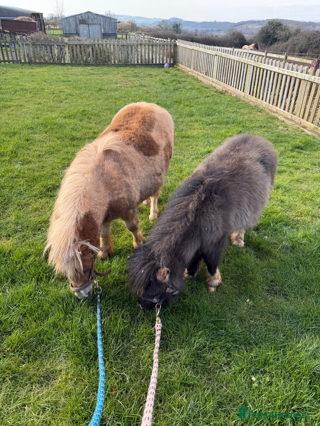 Shetland pony horses for sale: Shetland ponies for sale - Advert 3