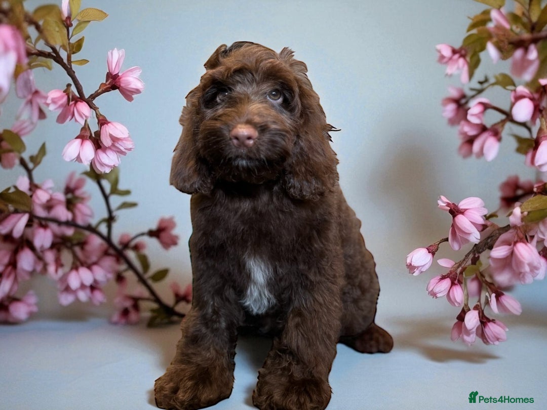 Cockapoo dogs for sale: WAITING LIST OPEN FOR SHOW SPANIELS AND COCKAPOOS - Advert 8