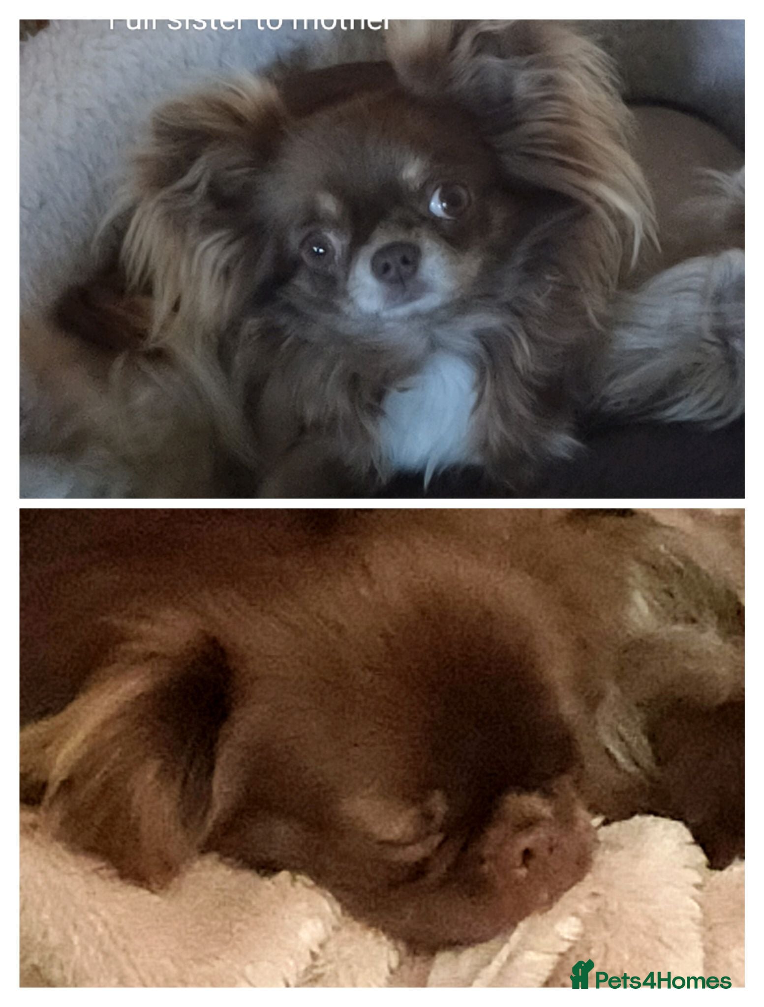 Chihuahua dogs Three stunning long coat puppies  - Advert 2