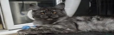 Maine Coon Kitten 2