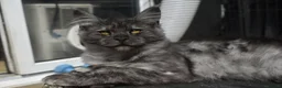 Maine Coon cats for sale: Gorgeous Champion Bloodline Maine Coon Kittens - Advert 12