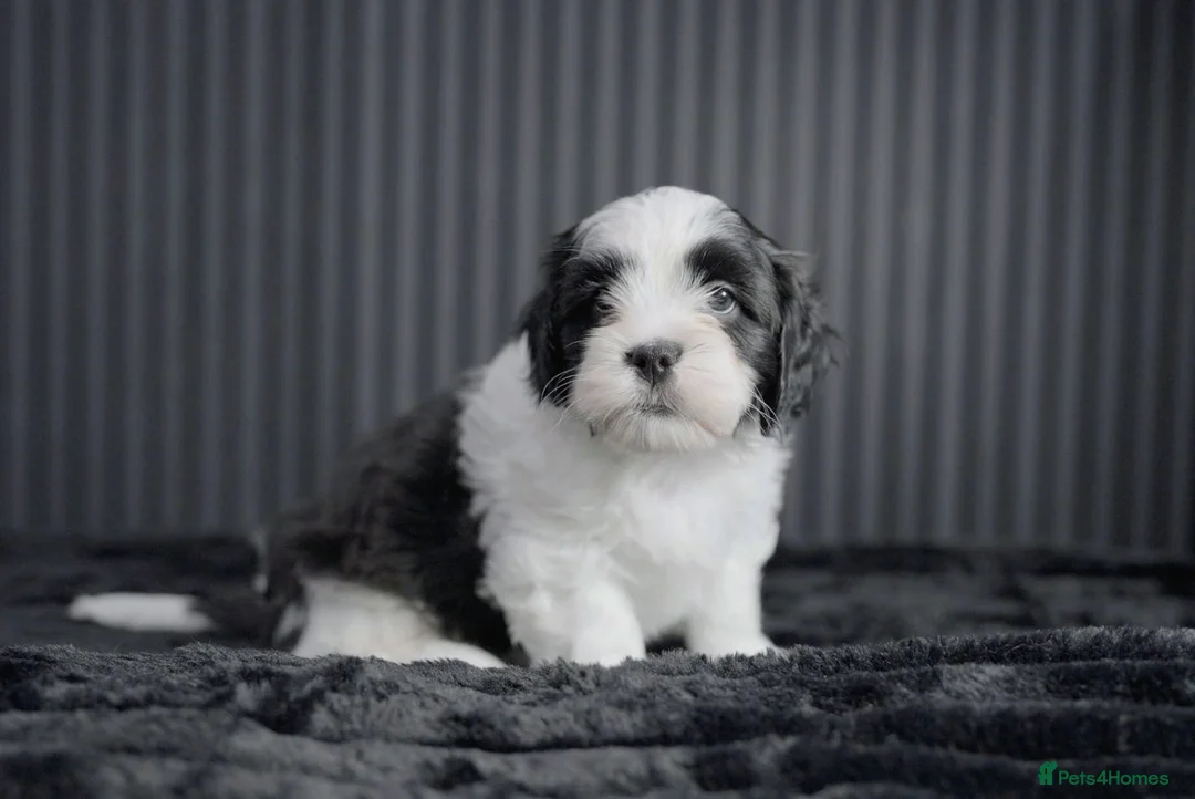 Mixed Breed dogs for sale: Beautiful Cava Tzu (Cavatzu) Puppies 2 Boys 1 Girl - Advert 3