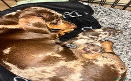 Miniature Dachshund dogs for sale: Beautiful miniature dachshund (male) - Image 6