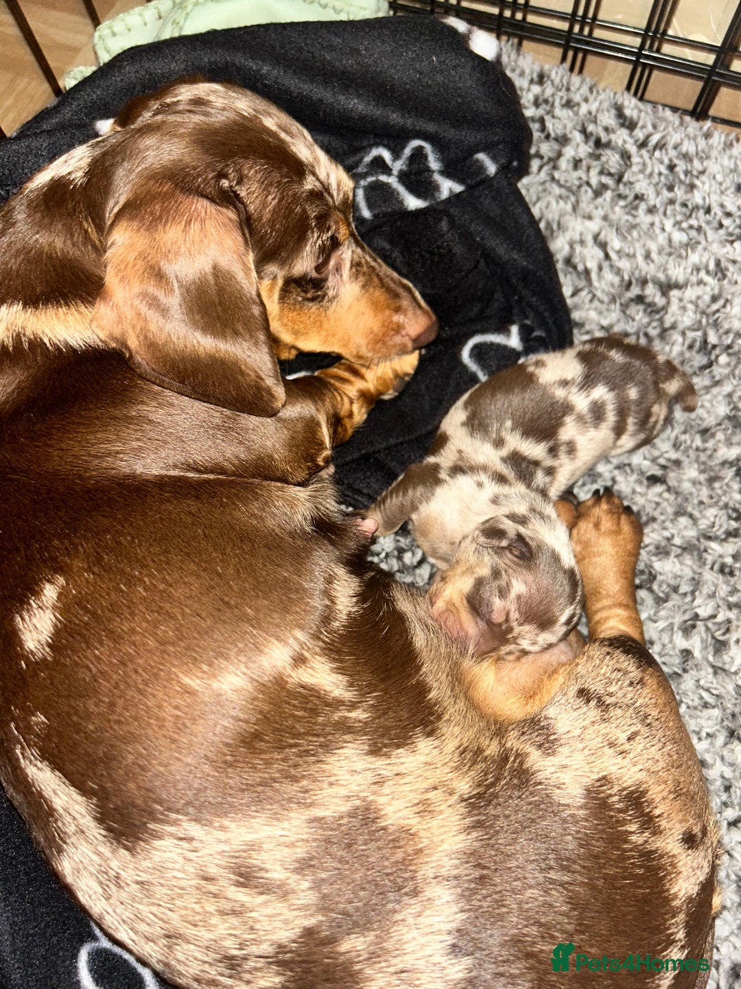 Miniature Dachshund dogs for sale: Beautiful miniature dachshund (male) - Image 6