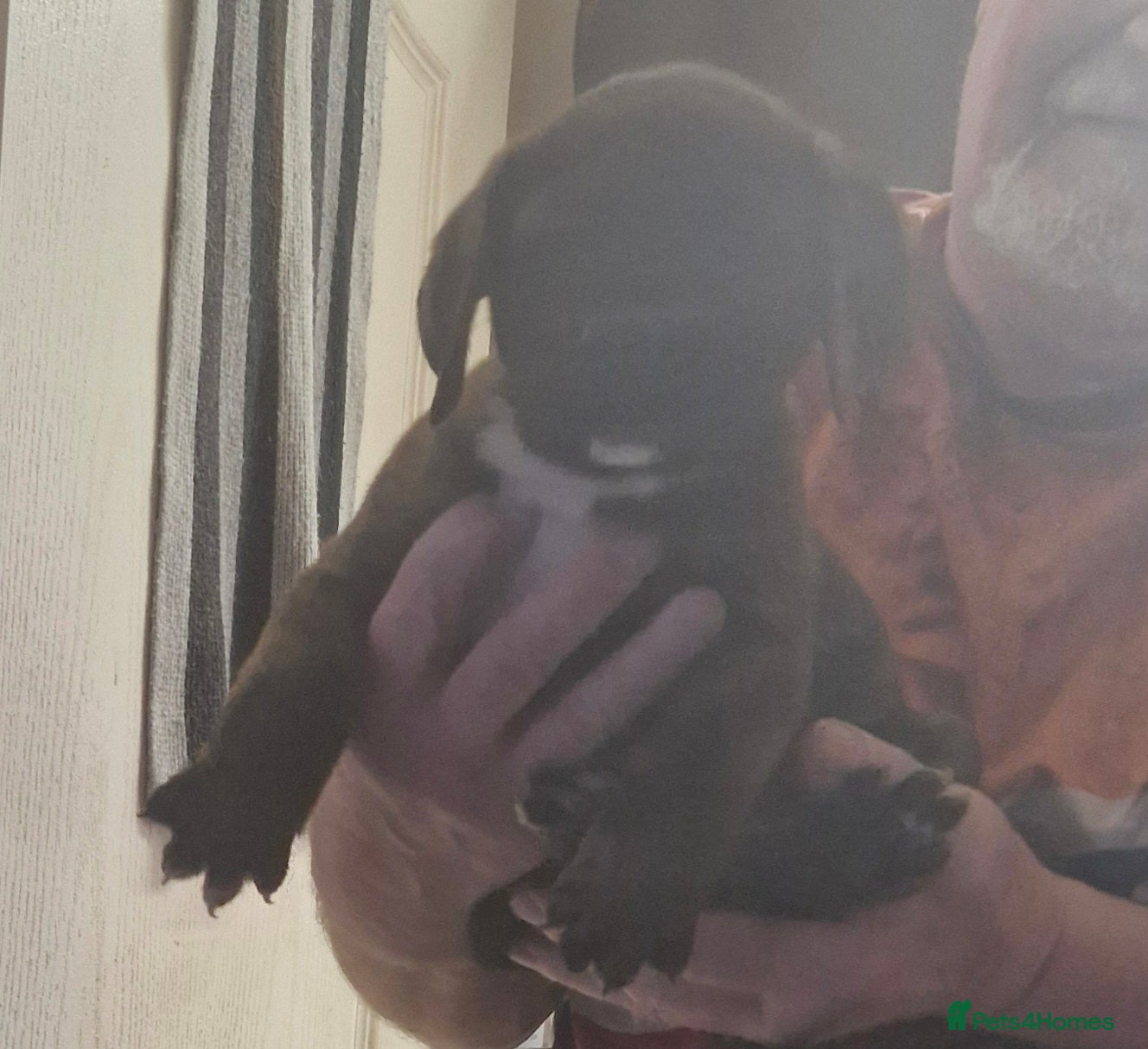 Mixed Breed dogs Lovely pressa -dog de bordeaux pups - Advert 5