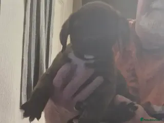 Mixed Breed dogs Lovely pressa -dog de bordeaux pups - Advert 5