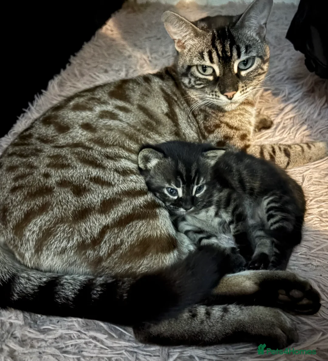 Bengal cats for sale: Half bengal black Smokey girl  - Advert 1
