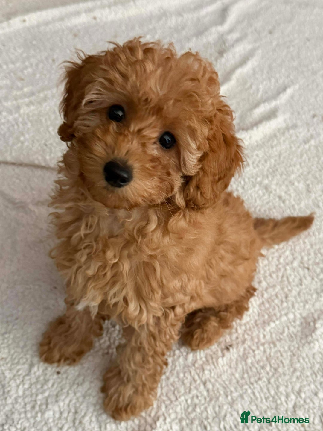 Cockapoo dogs for sale: Female cockapoo  - Advert 2