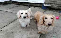 Miniature Dachshund dogs for stud: Cream Miniature long hair dachshund  - Image 10