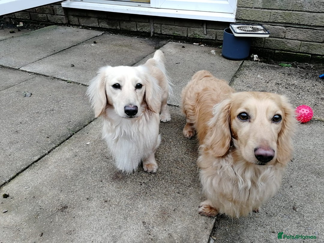 Miniature Dachshund dogs for stud: Cream Miniature long hair dachshund  - Image 10