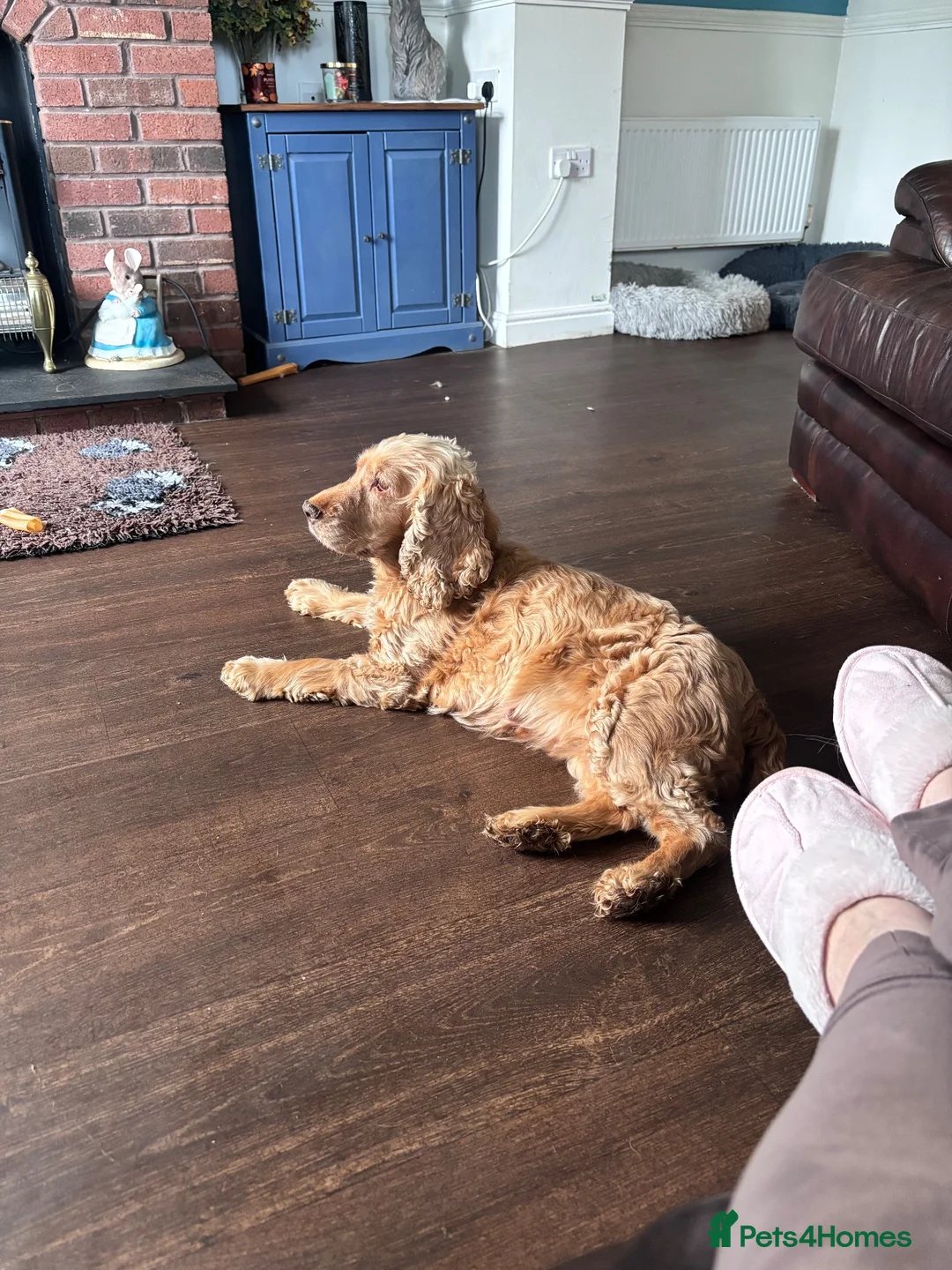 Cocker Spaniel dogs for sale: Beautiful show cocker spaniel girl  - Advert 8