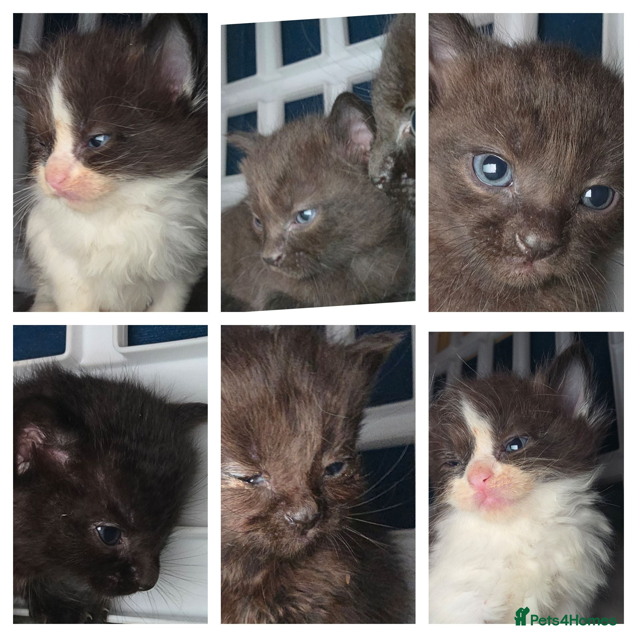 British Longhair cats Mixed norwegian forest cats - Advert 5