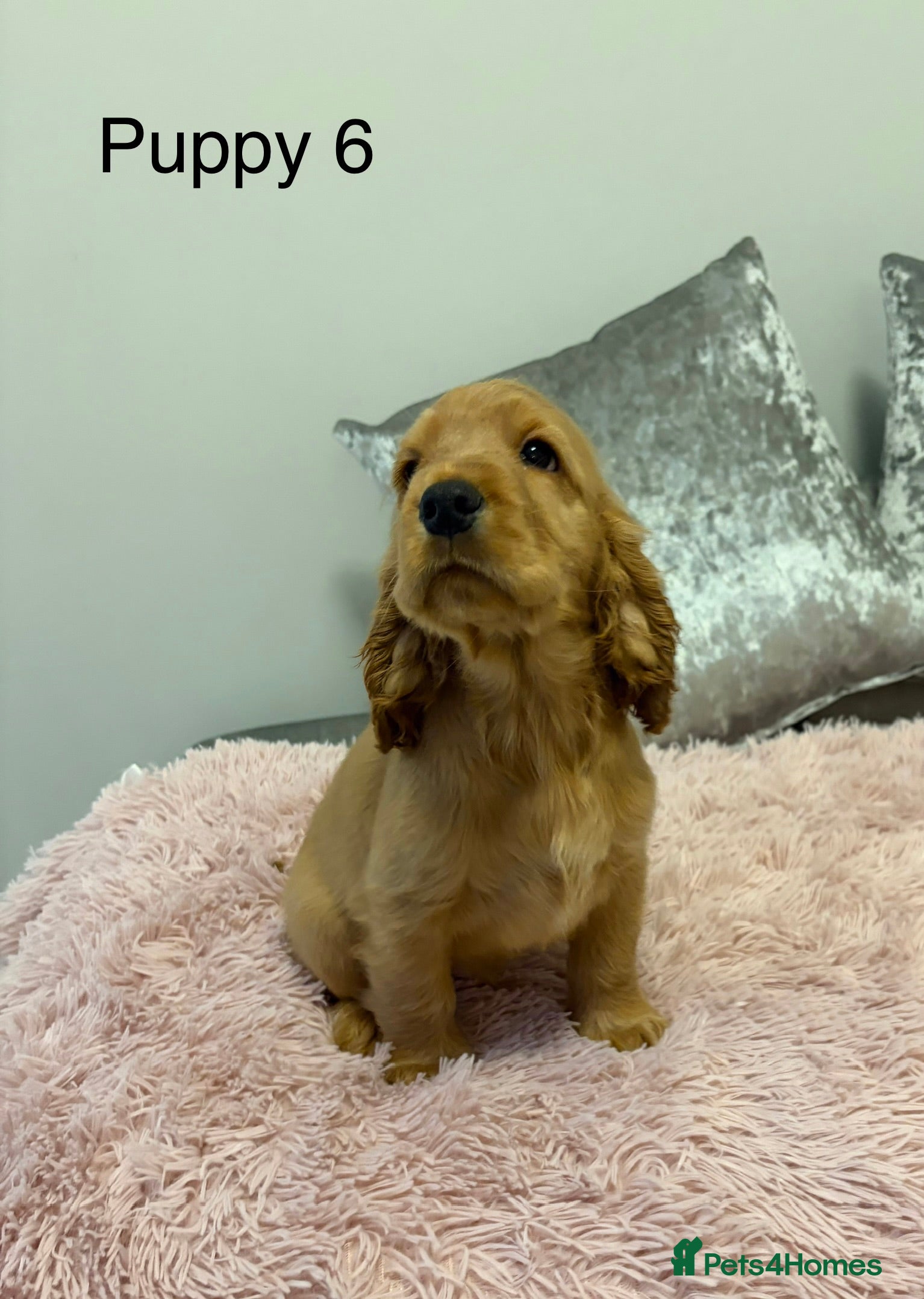 Cocker Spaniel dogs Ready Now KC Show cocker spaniels - Advert 3