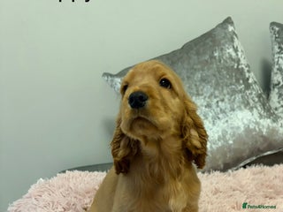 Cocker Spaniel dogs ***Outstanding KC Show cocker spaniels *** - Advert 7