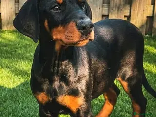 Dobermann dogs RKC Dobermann Puppies - Advert 2