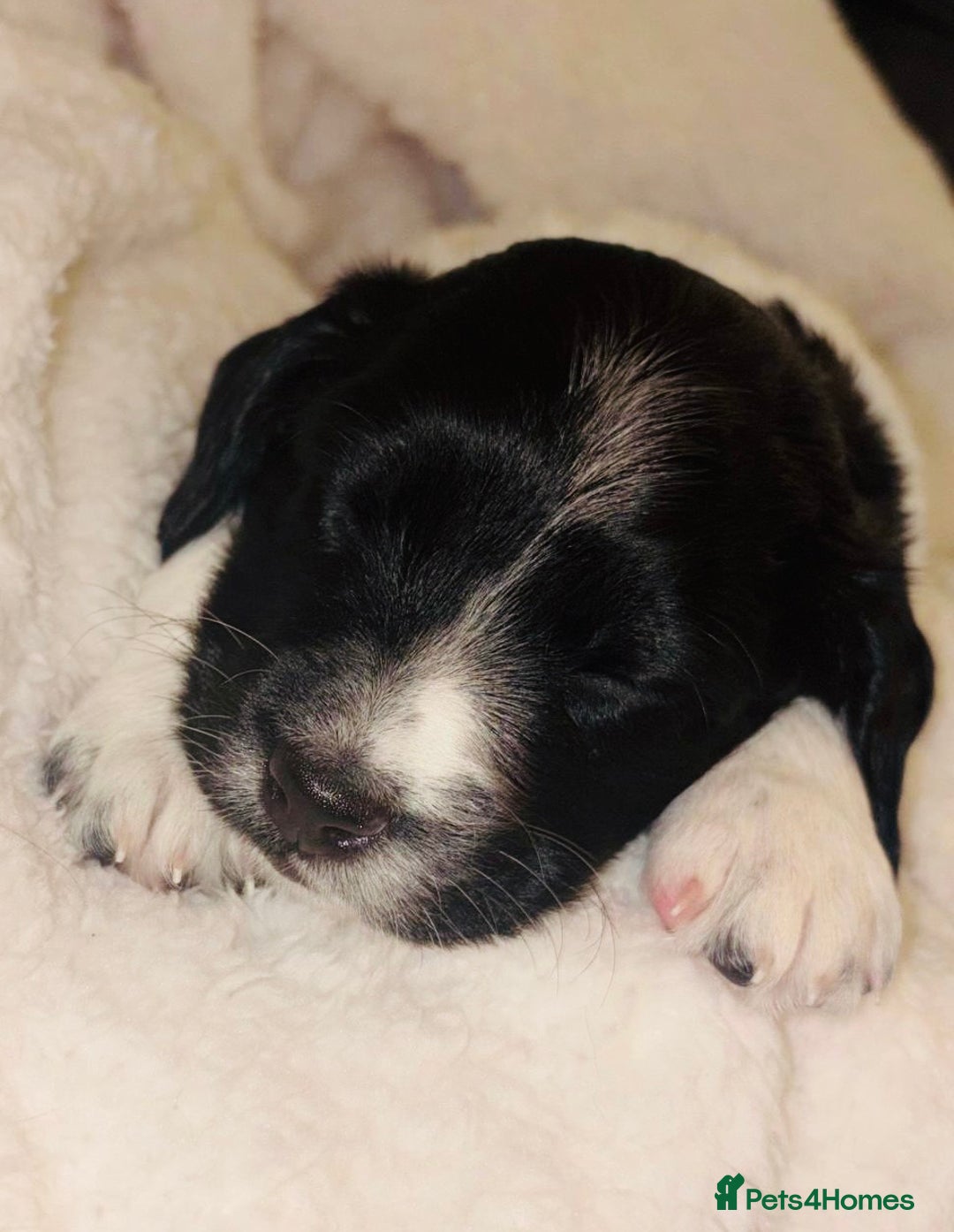 Sprollie dogs for sale: Sprollie  - Advert 18