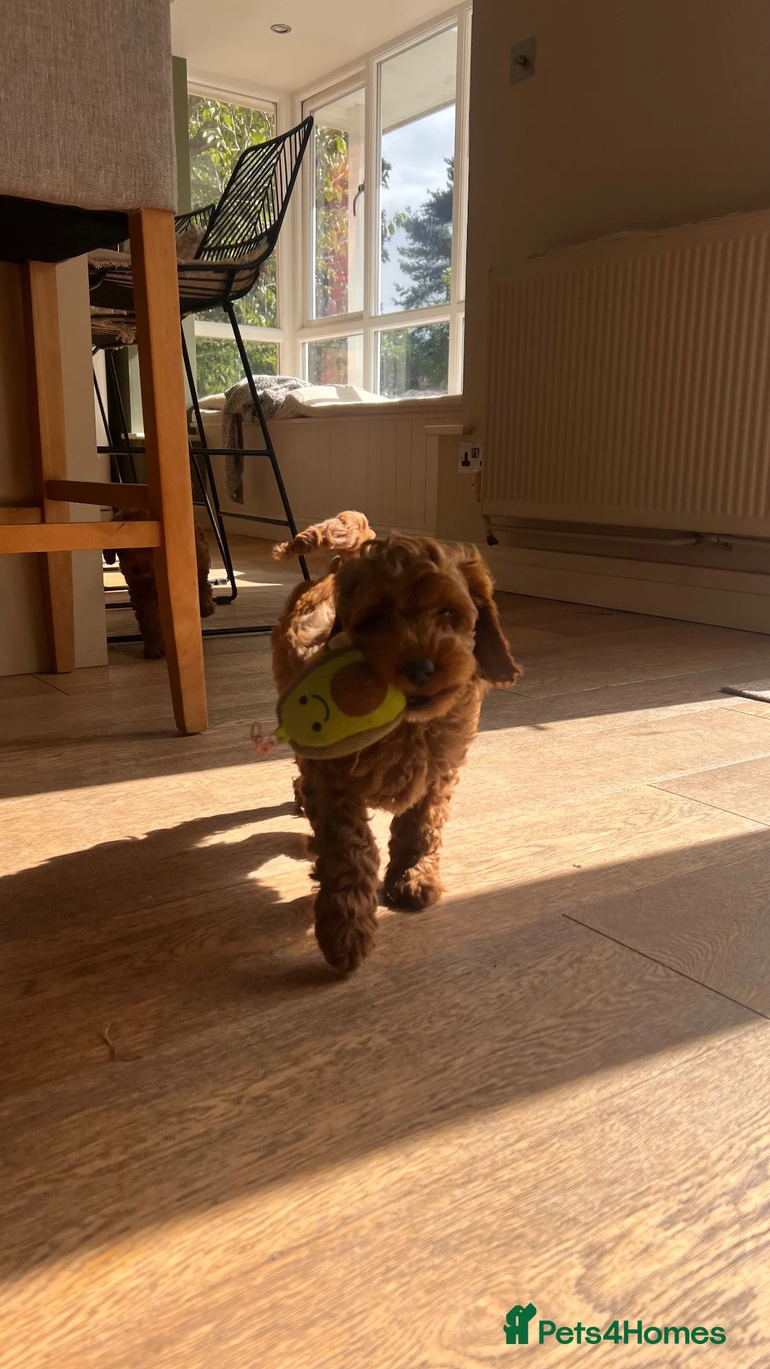 Cockapoo dogs for sale: Outstanding cockapoo puppies  - Advert 2
