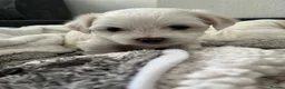 Bichon Frise dogs for sale: Bichon frinse puppy’s looking for a good home  in Alfreton - Advert 4