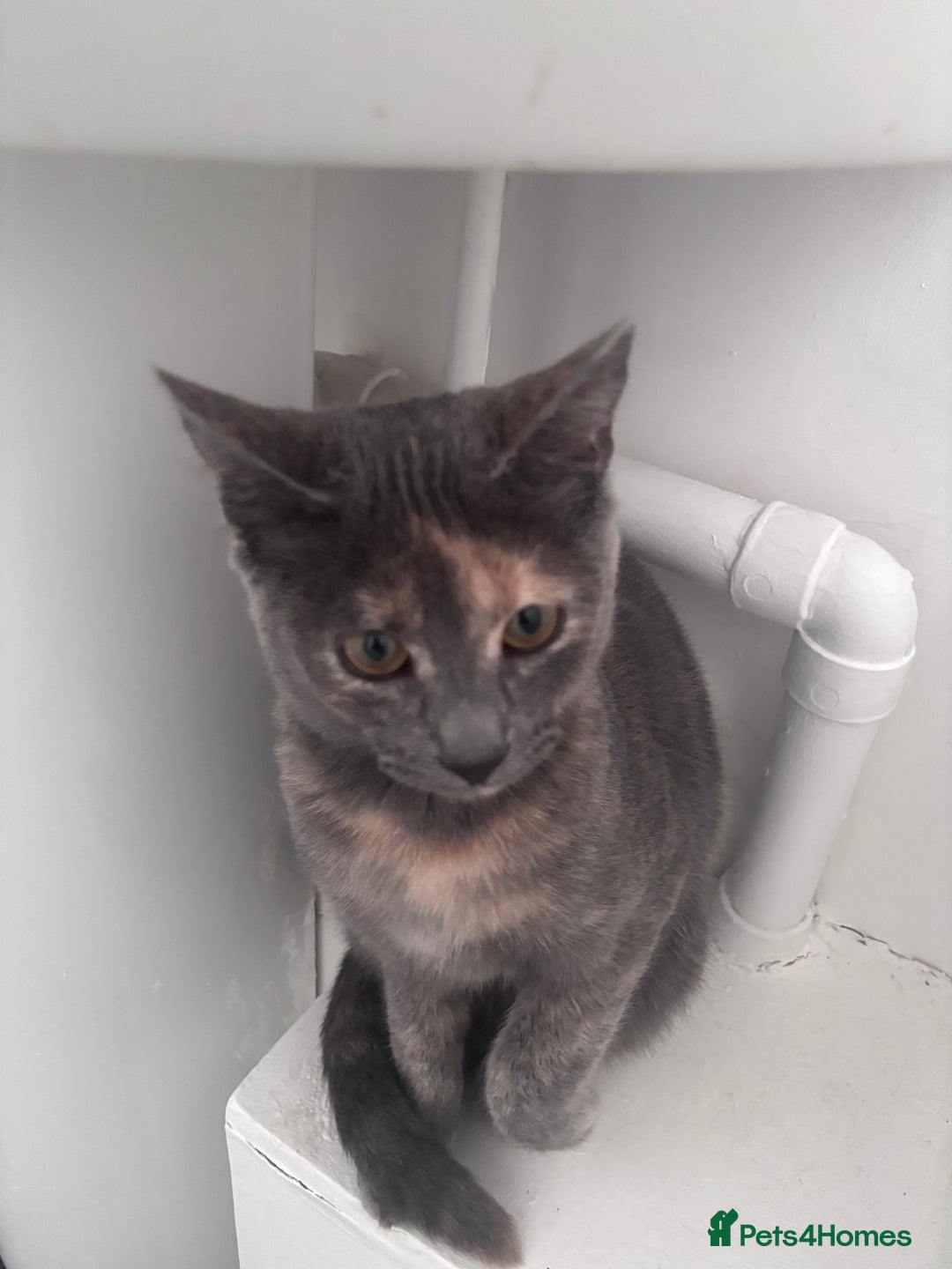 Mixed Breed cats for sale: Cute kitten for sale  - Advert 4