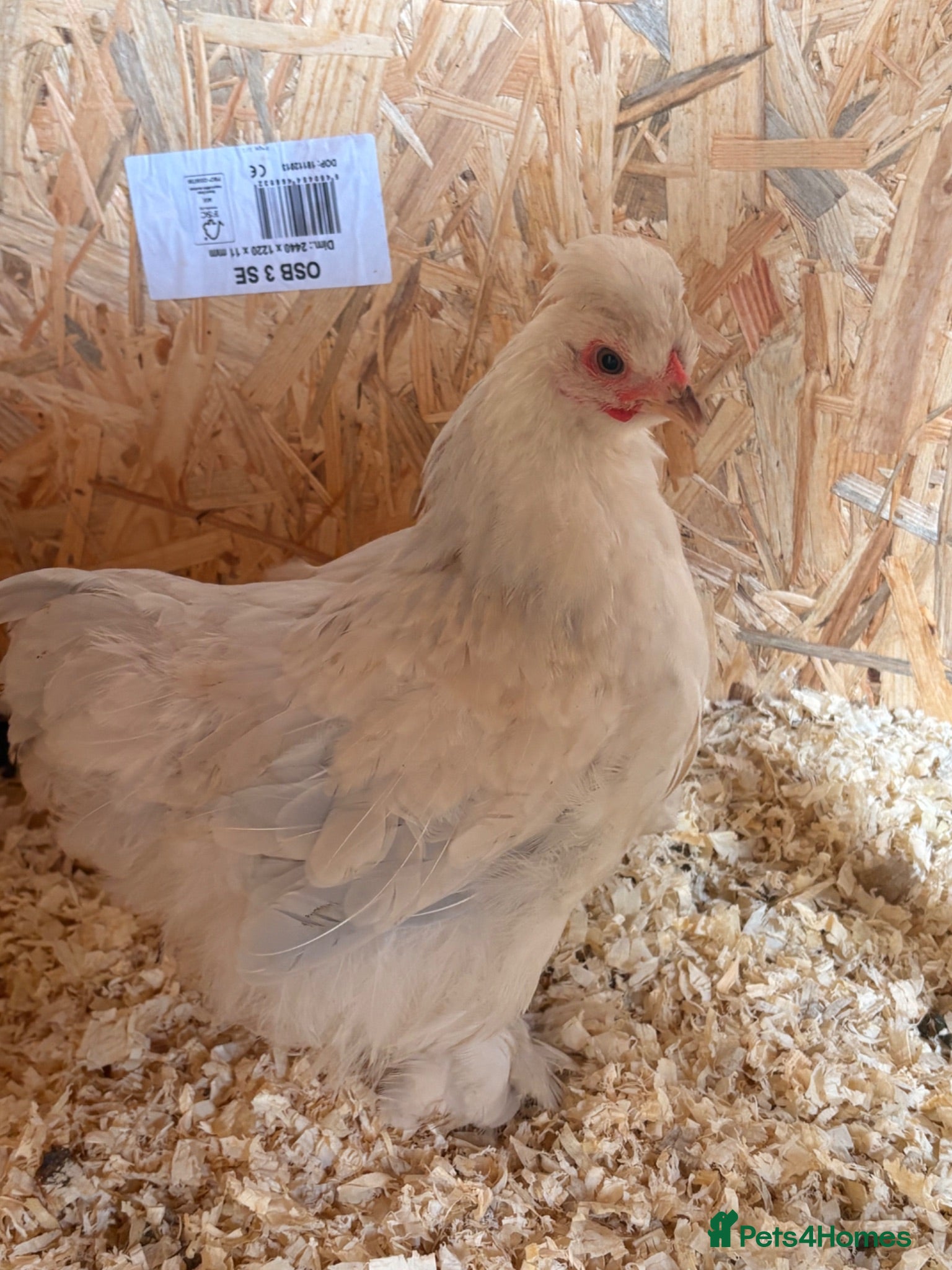 Chickens poultry Pekin , Silkie , silkie x Pekin cross pullet  - Advert 2