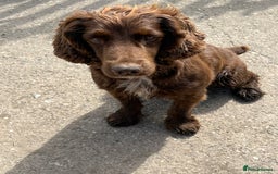 Cocker Spaniel dogs for stud: KC Registered Working Cocker Spaniel Stud “Chase” - Image 4