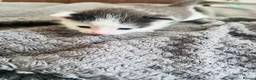 Mixed Breed cats for sale: Beautiful Siamese, Black, and Black/White Kittens  - Advert 9